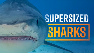 Imagen de Tiburones colosales - 3