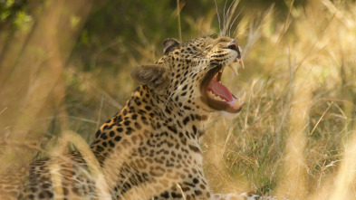 Safari letal: León vs. búfalo