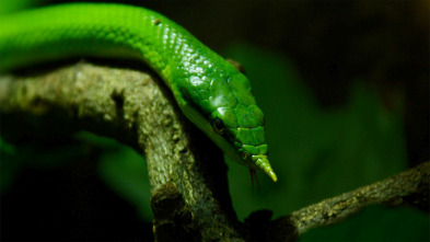 Wild Vietnam: El misterioso norte: la tierra de los bosques montañosos