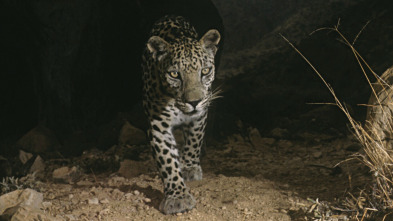 Imagen de Wild Arabia: Arabia Saudí - 4