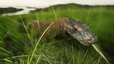 Imagen de Dragón de Komodo: el rey de los reptiles - 3