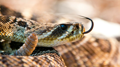 Imagen de Florida salvaje: Florida salvaje: especial reptiles - 3