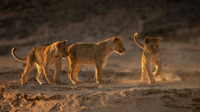 Los leones de la Costa de los Esqueletos