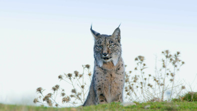 Imagen de La tierra del lince...: Invierno - 4