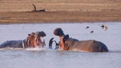 Imagen de Especial animales letales de África: Contienda en la orilla - 3