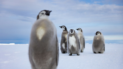 Imagen de Los secretos de los pingüinos  - 4