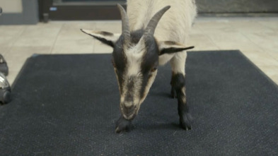 Imagen de Veterinarios de Nebraska (T3) - 5