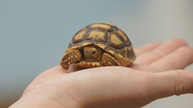 Imagen de Critter fixers: Veterinarios rurales  - 3