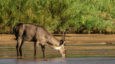 Imagen de Gigantes de los ríos de África - 3