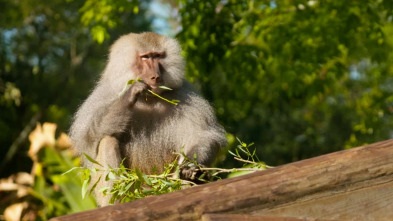 Imagen de Especial Los secretos...: Juegos de primates - 3