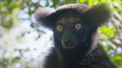 Imagen de Maravillas salvajes de Madagascar  - 3