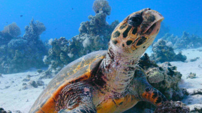 Imagen de El Mar rojo: un jardín en evolución - 8