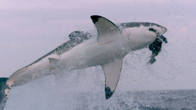Imagen de Ataques de tiburones:...: Mar y tierra - 3