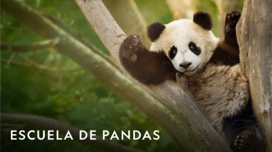 Imagen de Escuela de pandas  - 4
