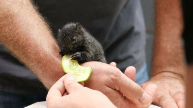Imagen de Veterinarios de... (T5): Conexión felina - 5