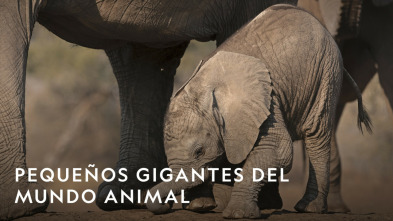 Imagen de Pequeños gigantes del mundo animal - 3