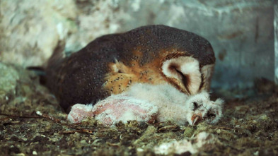 Imagen de Guarderías de la naturaleza - 3