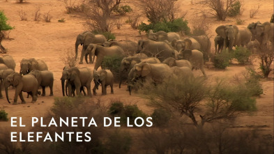 Imagen de El planeta de los elefantes - 3