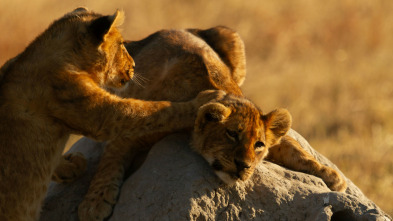 Imagen de Visto en el safari  - 5