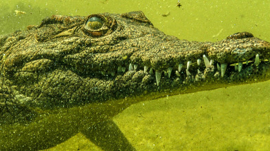 Imagen de Cocodrilos del Okavango - 4