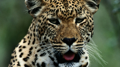 Imagen de Los animales más...: África - 3
