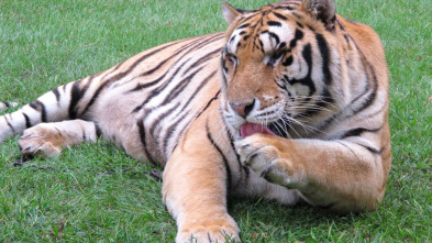 Imagen de Superfelinos - 3