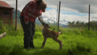 Imagen de Héroes de Alaska: pequeños supervivientes. Crecer duele - 5