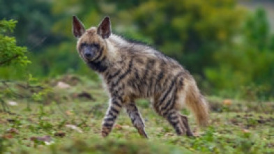 Imagen de Wild India: Nilgiris - 5