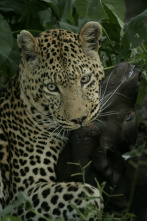 Imagen de Una odisea felina - 5