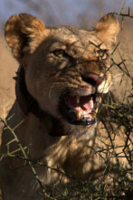 El león guerrero