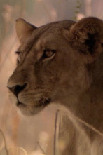 Imagen de Leones: zona de guerra - 5