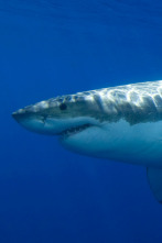 Imagen de La isla de los tiburones - 11