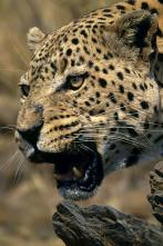 Imagen de Top 10 animal: Temerarios - 2