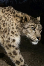 El leopardo de las nieves de Afganistán