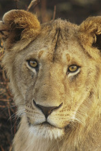 Imagen de Juego de leones - 2