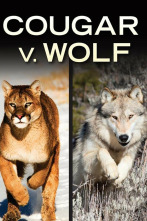 Imagen de El puma contra el lobo - 6