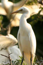 Imagen de Wild Hawaii  - 6