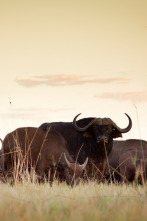 Imagen de Rivales de sangre: el león contra el búfalo - 8