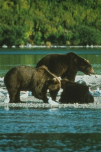 La tierra de los 10,000 osos pardos