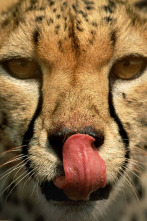 Imagen de Instintos letales: Factor del miedo - 5