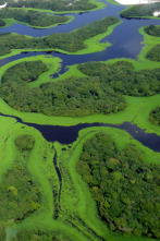 Amazonía: Batalla en los árboles