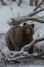 Imagen de Invierno salvaje - 12