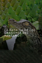 Imagen de La batalla de los dragones del pantano - 4