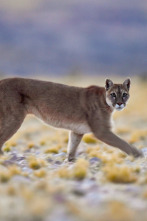 Imagen de Wild Argentina  - 4