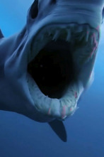 Imagen de Tiburón contra depredador - 7