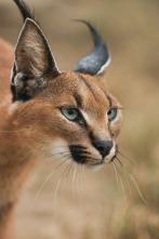 Wild Sudáfrica: Tierra de gigantes