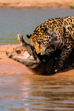 Imagen de Jaguar contra cocodrilo - 6