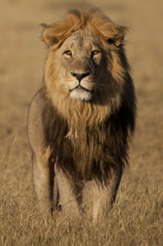 Imagen de Savage Kingdom 2: La...: Matarreyes - 4