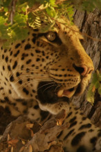 Cazadores de África: Los reyes Nsefu