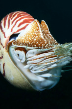 Imagen de Wild Filipinas: Islas encantadas - 4